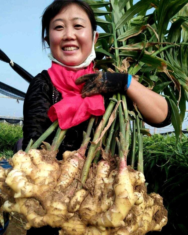 今日生姜佳价频传，喜看市场春意盎然