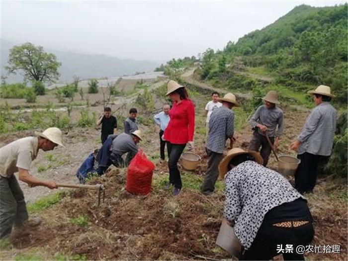 牛蛙市场行情持续向好，最新价格走势喜人呈现！