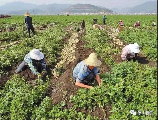 今年土豆丰收，价格喜人，最新行情一览