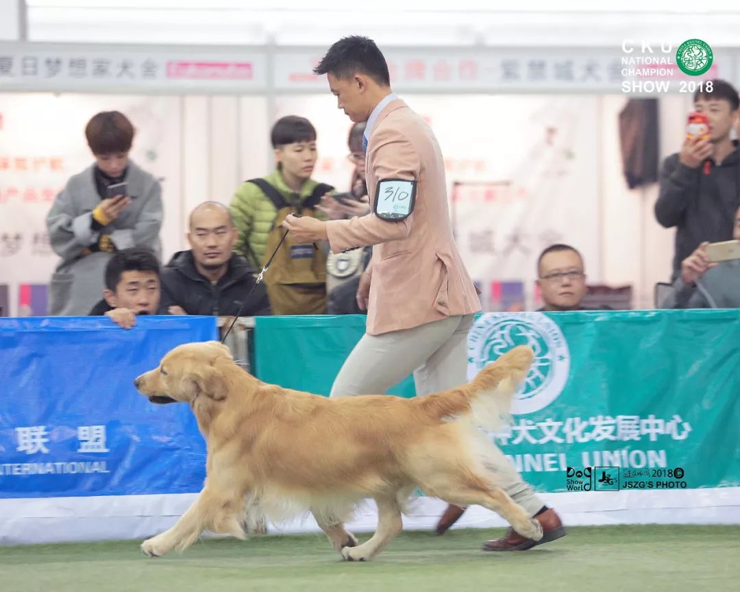 探寻九江犬业尖端风采：揭秘最新引进的顶级种公犬阵容